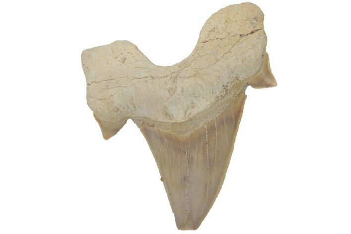 Fossil Shark Tooth (Otodus) - Morocco #211878